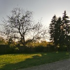 Baum muss fürs Haus weg